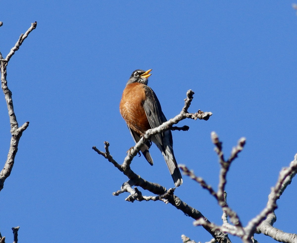 American Robin - Ira Blitz