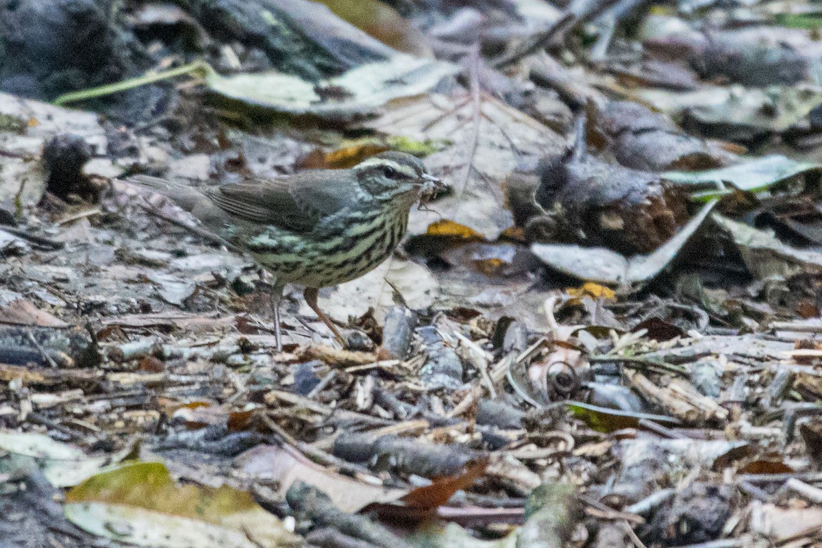 Northern Waterthrush - Ken Chamberlain