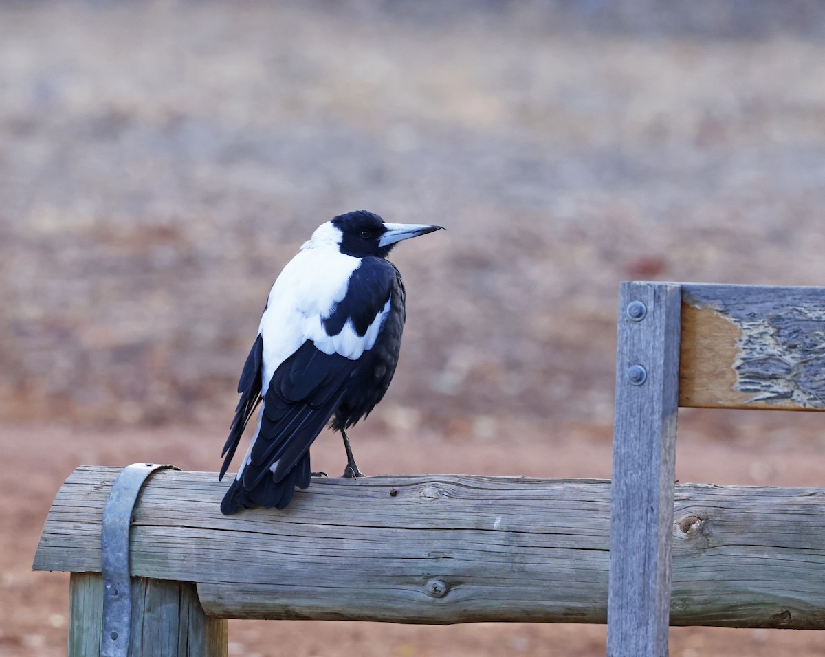 Australian Magpie - ML614839896