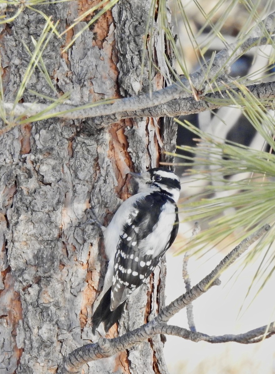 Downy Woodpecker - ML614839928