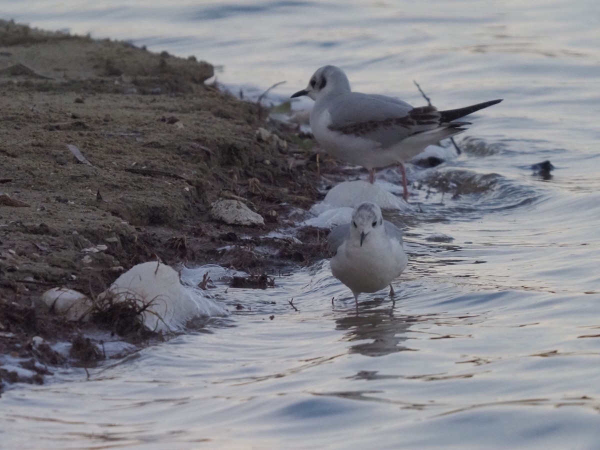 Bonaparte's Gull - ML614839929