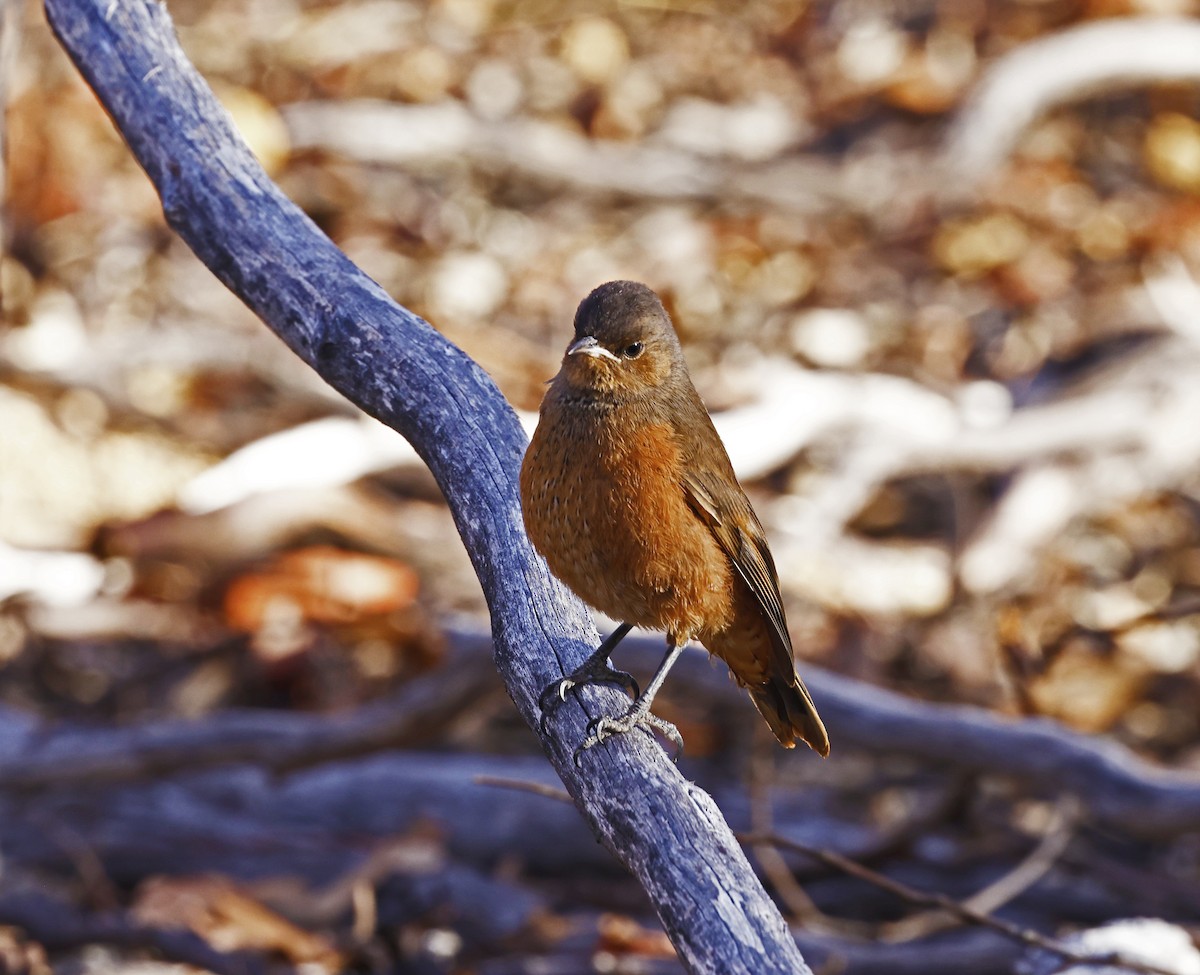 Rufous Treecreeper - ML614839947