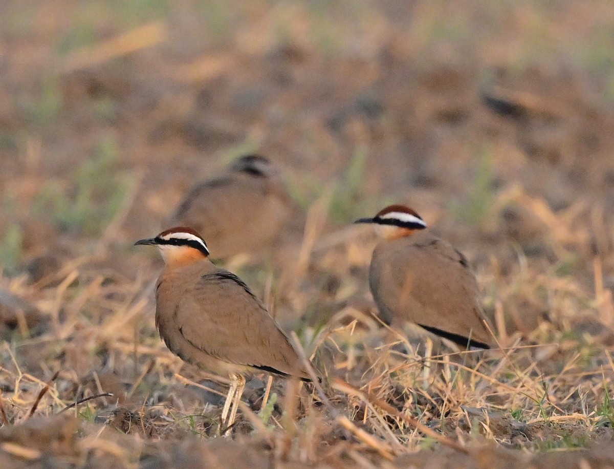 Indian Courser - Hetali Karia