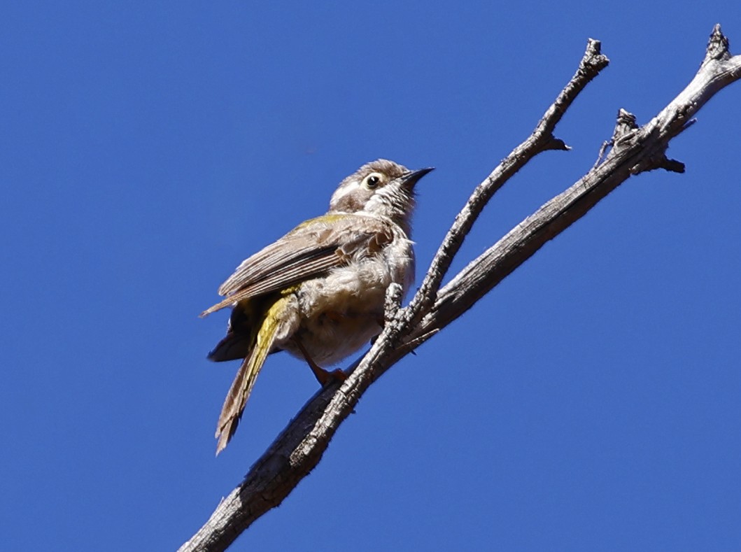 Brown-headed Honeyeater - ML614840000