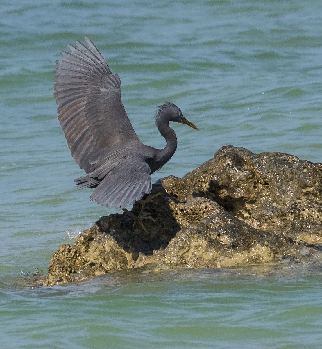 Pacific Reef-Heron - ML614840002