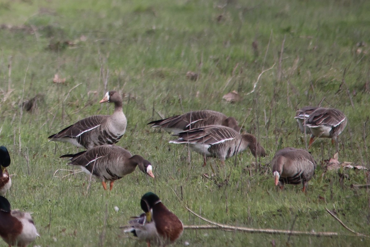 Greater White-fronted Goose - ML614840020