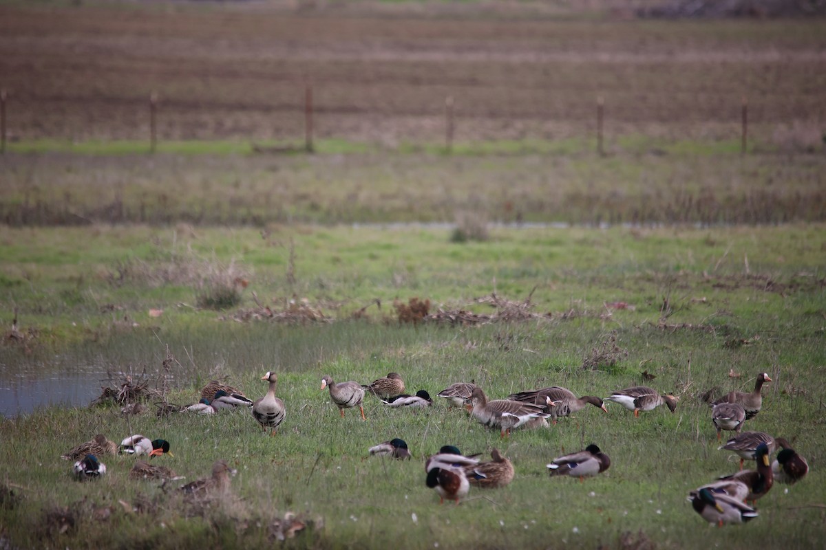 Greater White-fronted Goose - ML614840021