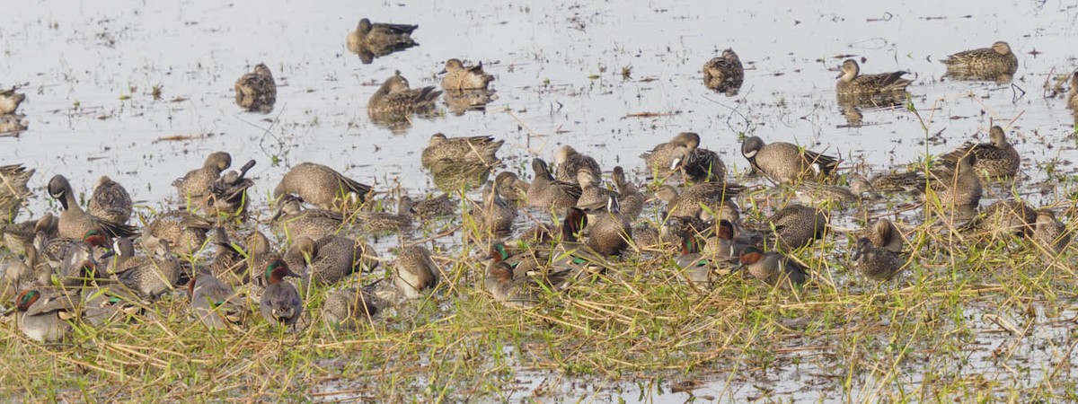 Green-winged Teal - ML614840060