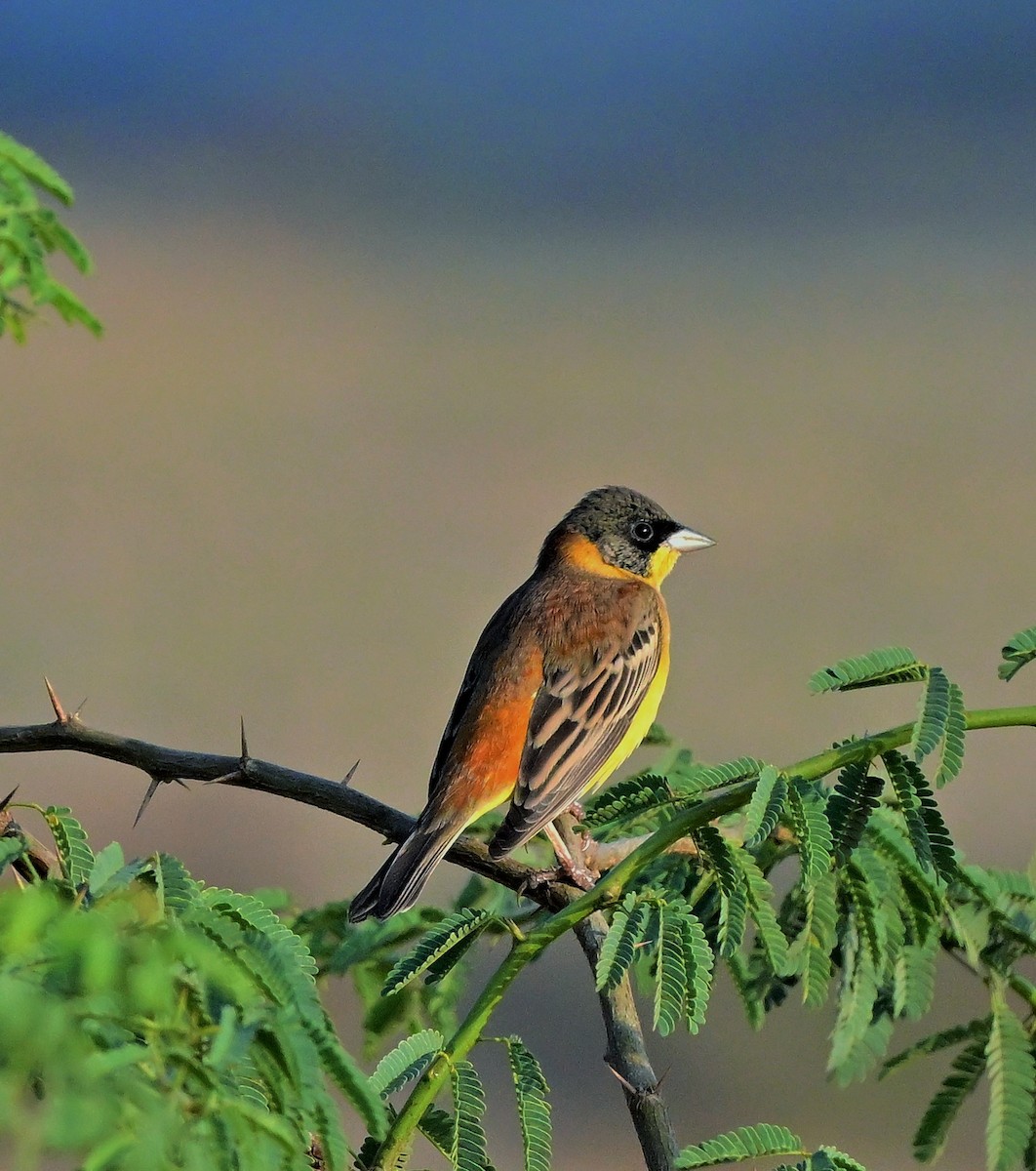 Black-headed Bunting - Hetali Karia