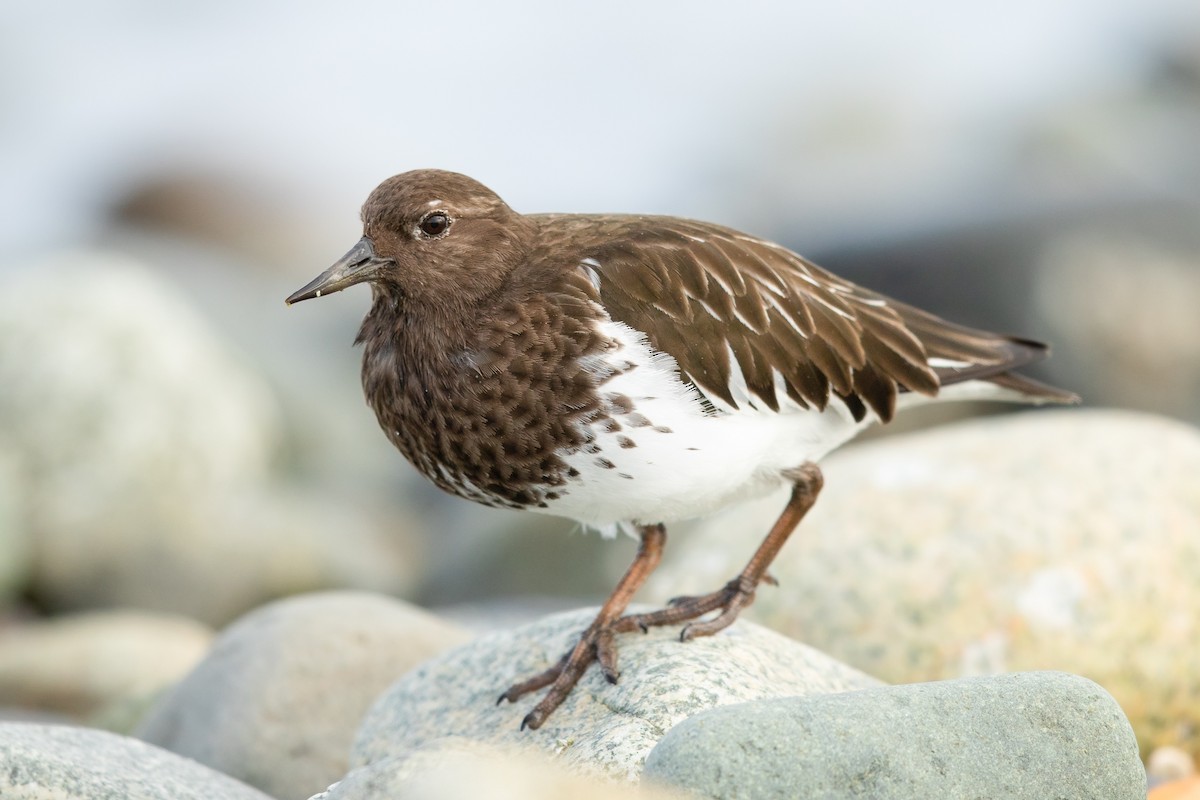 Black Turnstone - ML614840070