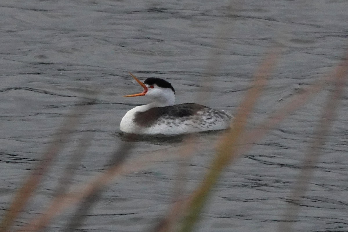 Clark's Grebe - ML614840071