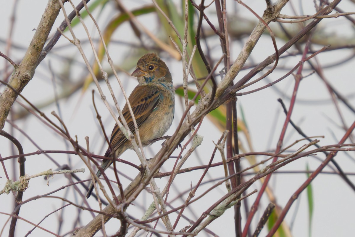 Indigo Bunting - ML614840085