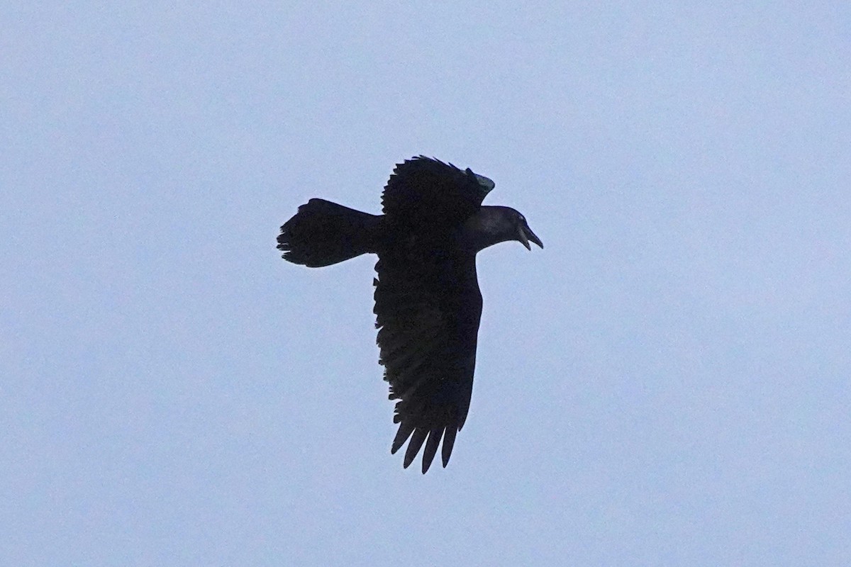 Common Raven - ML614840102