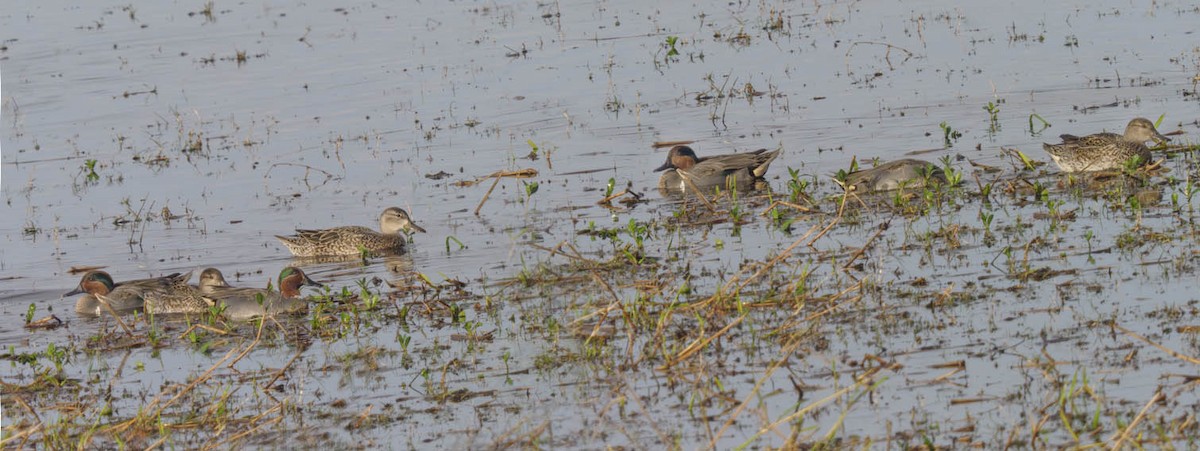 Green-winged Teal - ML614840112