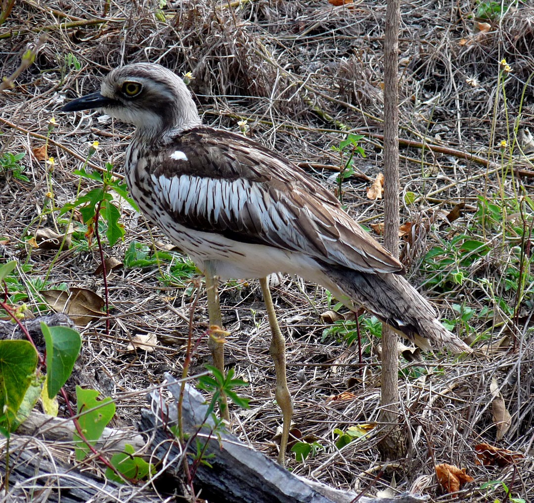 Bush Thick-knee - ML614840126