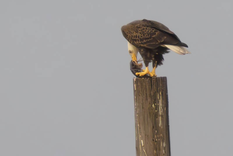Bald Eagle - ML614840138