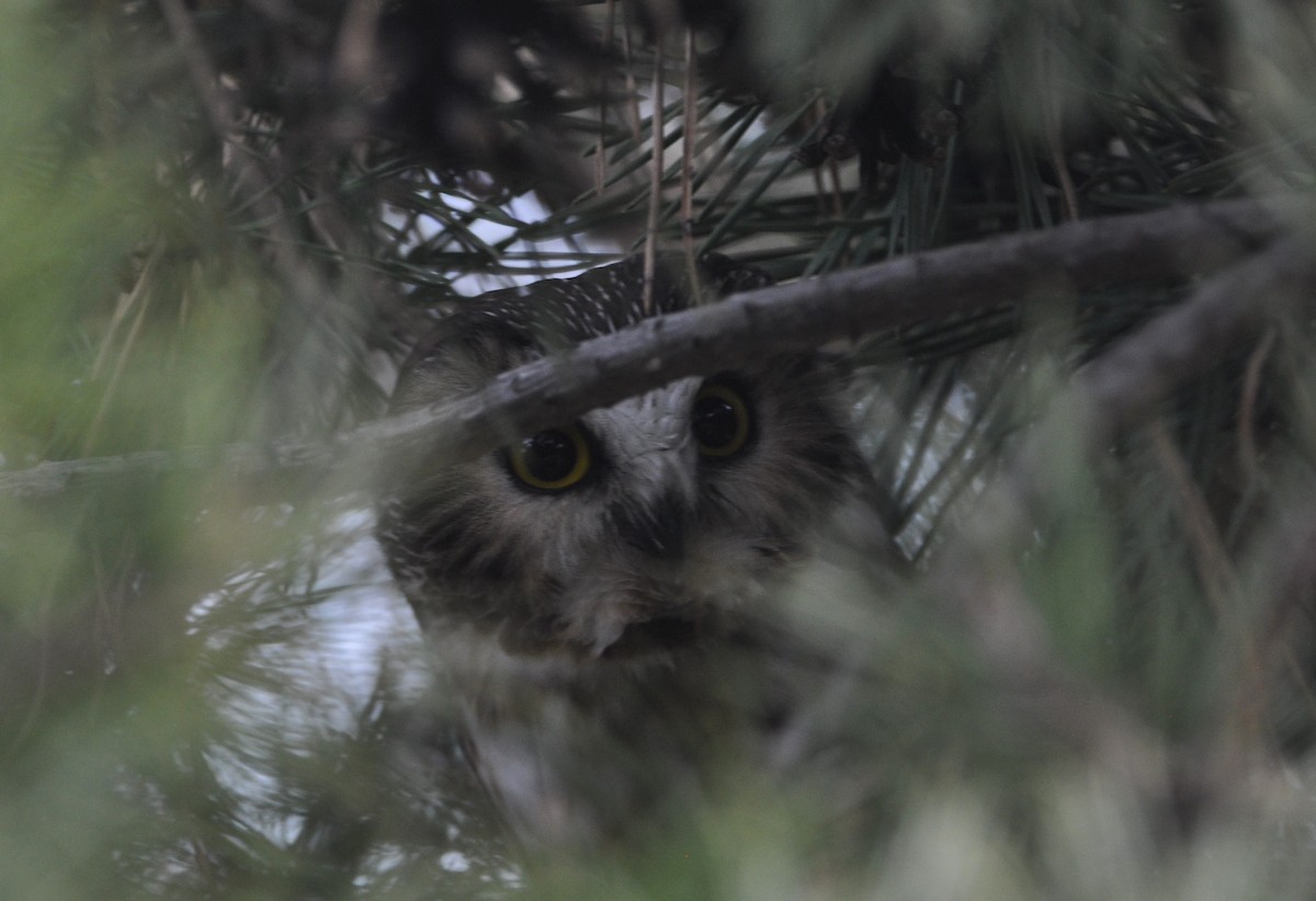 Northern Saw-whet Owl - Bill Huser