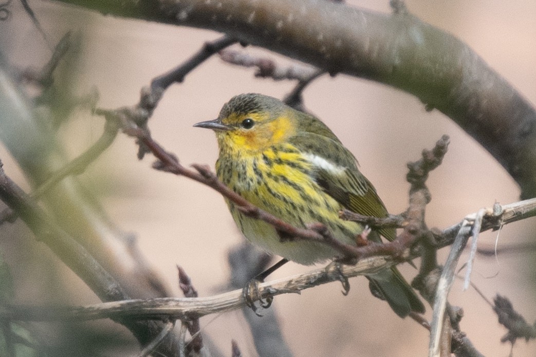 Cape May Warbler - ML614840226
