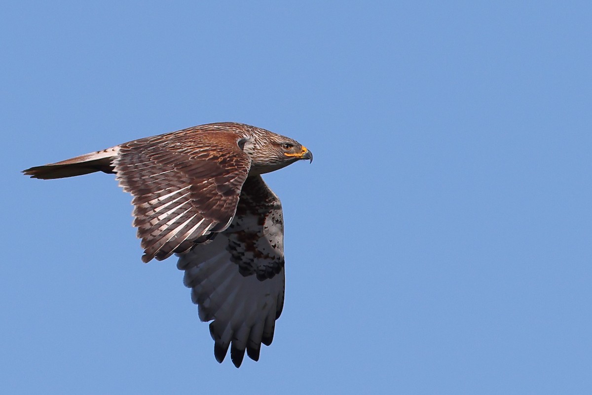 Ferruginous Hawk - Keith Leland