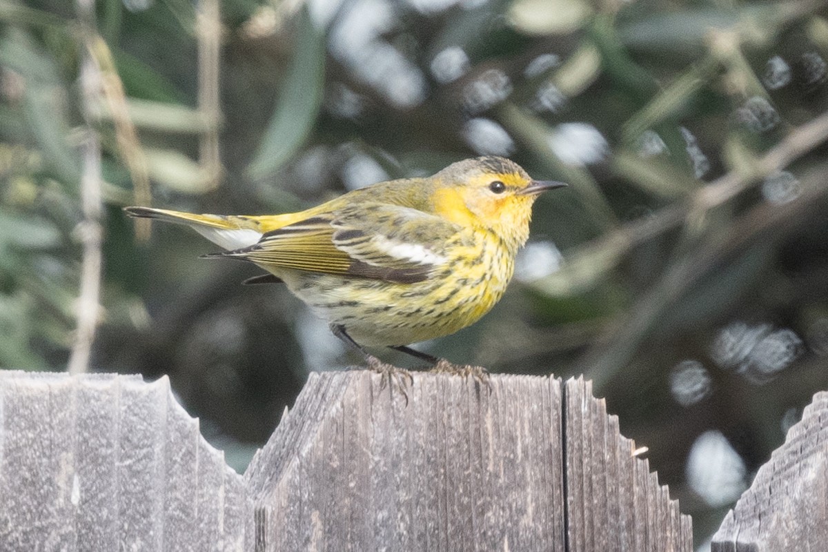 Cape May Warbler - ML614840233