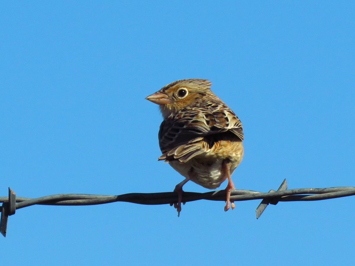 Grasshopper Sparrow - ML614840241