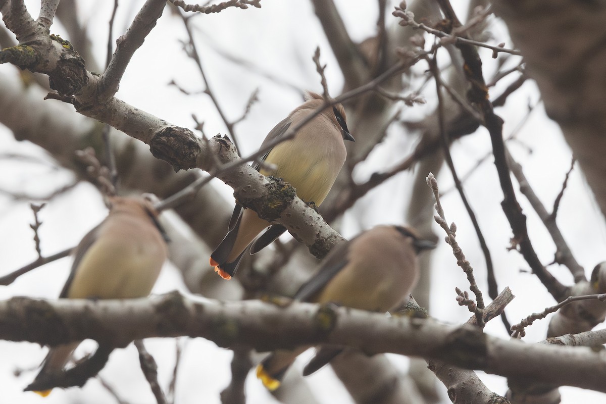 Cedar Waxwing - Cesar Ponce