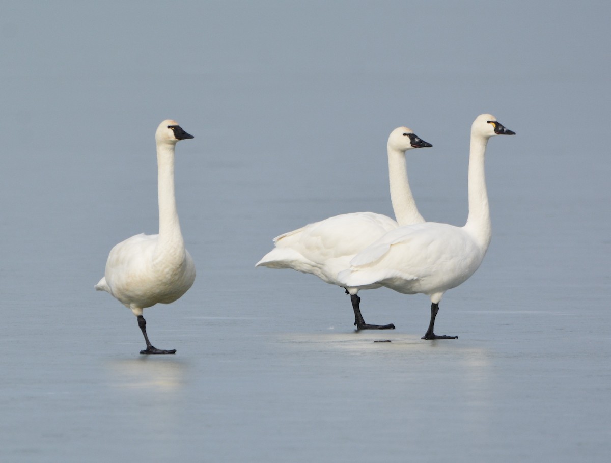 Tundra Swan - Wendy Skirrow