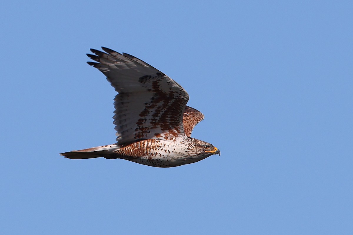 Ferruginous Hawk - Keith Leland