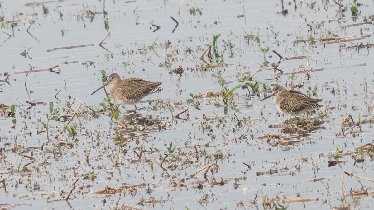 Short-billed Dowitcher - ML614840302