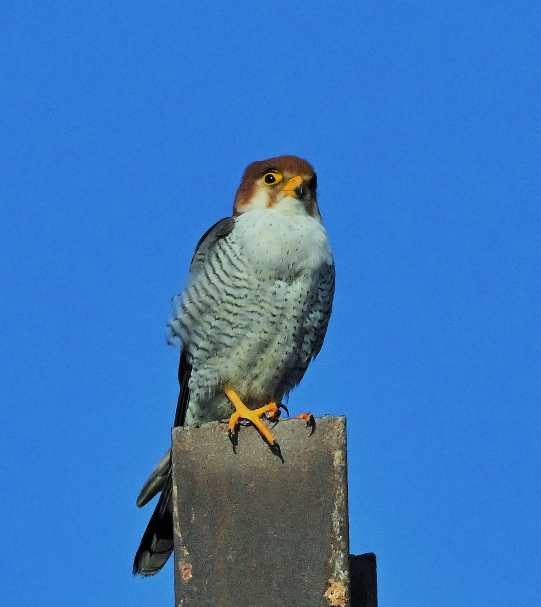 Red-necked Falcon - ML614840320