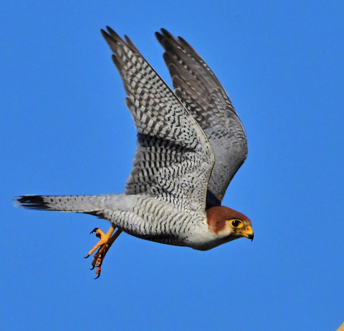 Red-necked Falcon - Hetali Karia