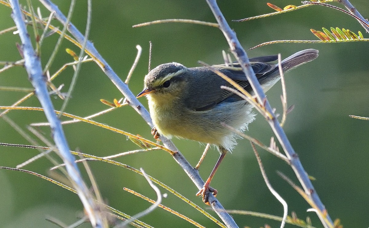 Tickell's Leaf Warbler (Tickell's) - John Finnian