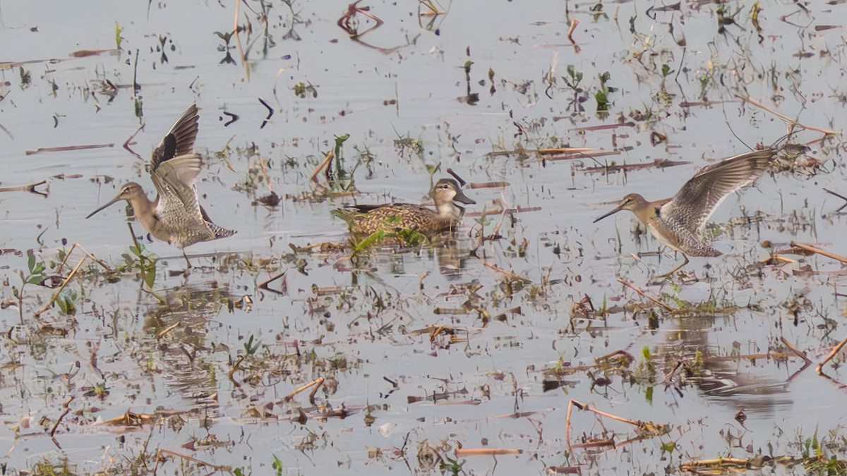 Short-billed Dowitcher - ML614840498