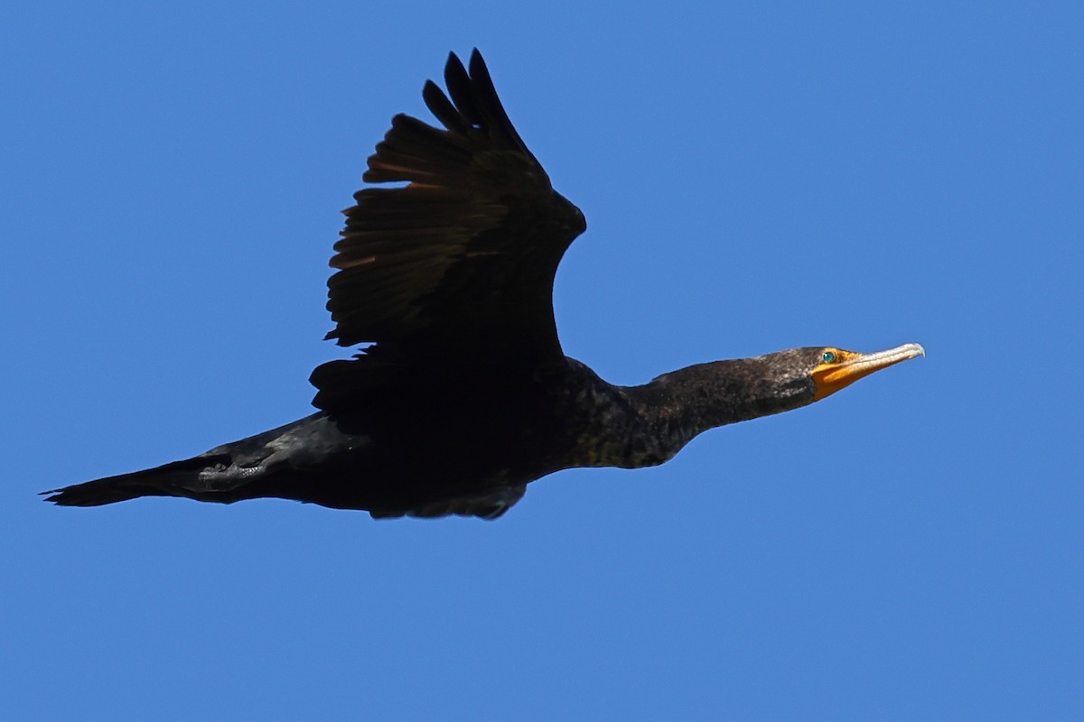 Double-crested Cormorant - ML614840506