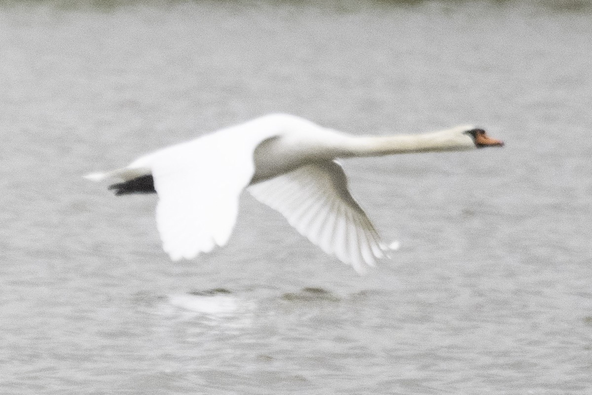 Cygne tuberculé - ML614840535