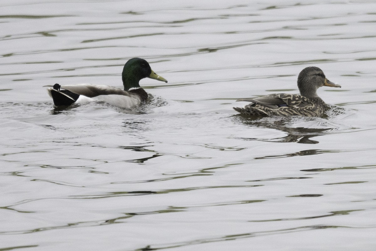 Canard colvert - ML614840546