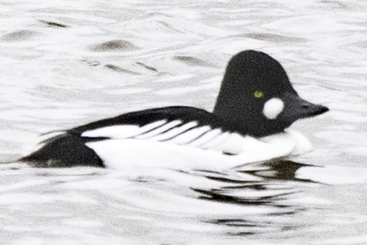 Common Goldeneye - ML614840564