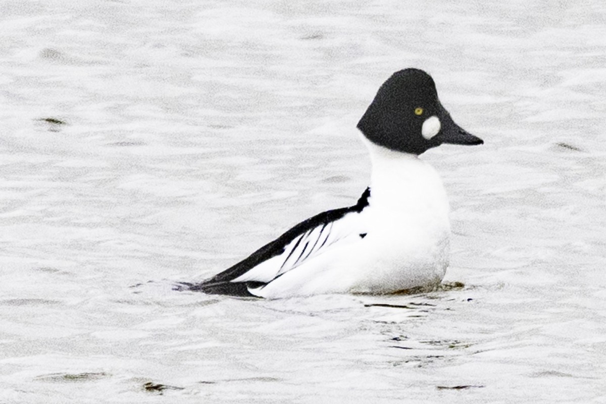 Common Goldeneye - ML614840565