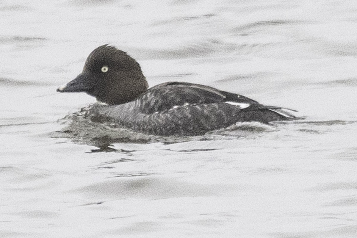 Common Goldeneye - ML614840573