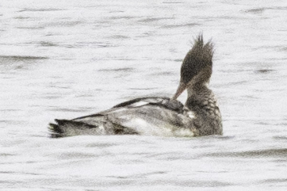 Red-breasted Merganser - ML614840618