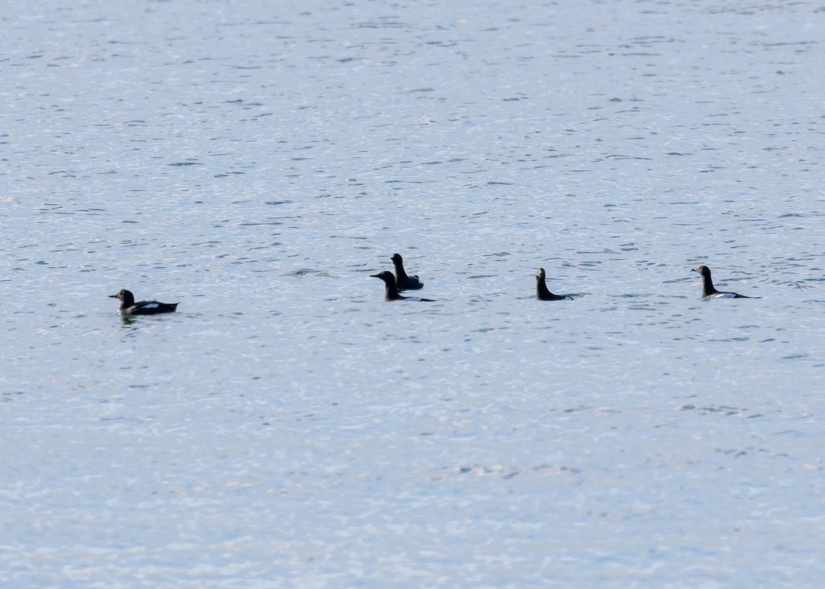 Pigeon Guillemot - ML614840625