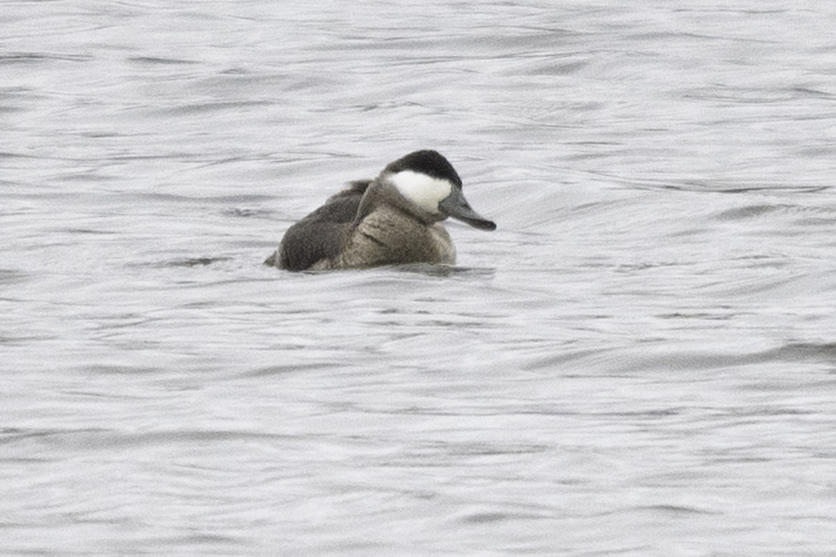 Ruddy Duck - ML614840629