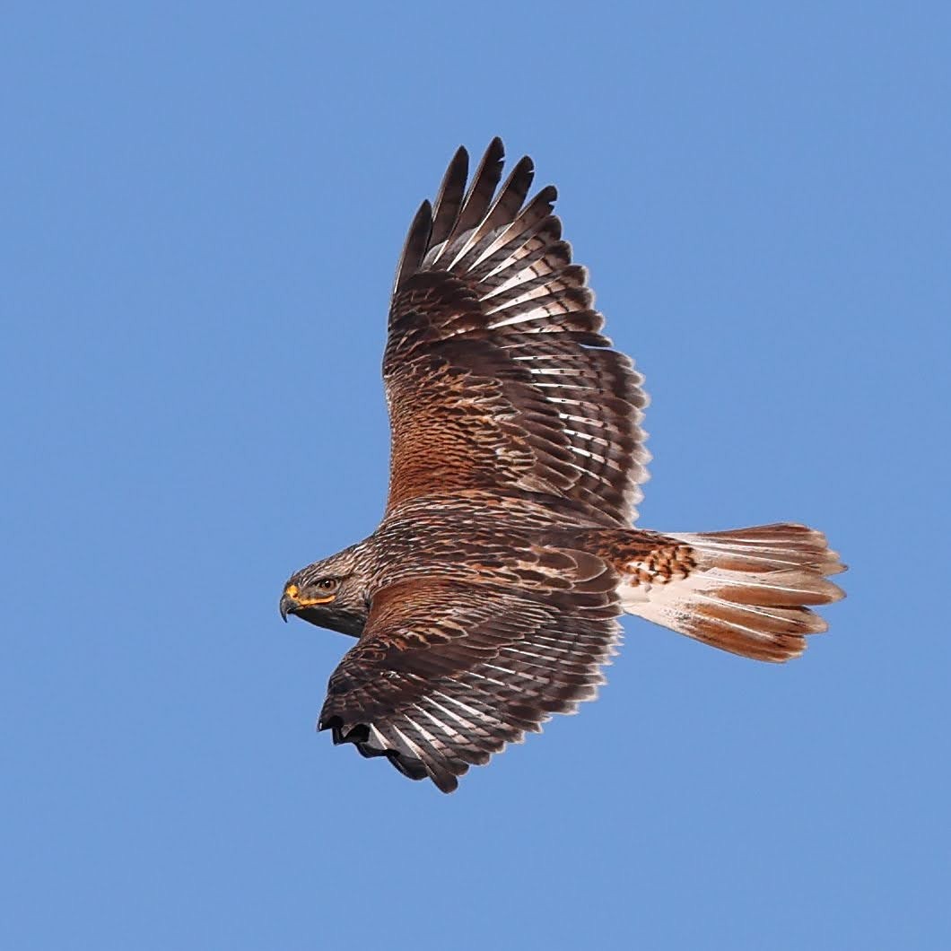 Ferruginous Hawk - Keith Leland