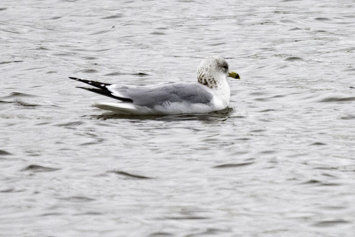 Ring-billed Gull - ML614840635