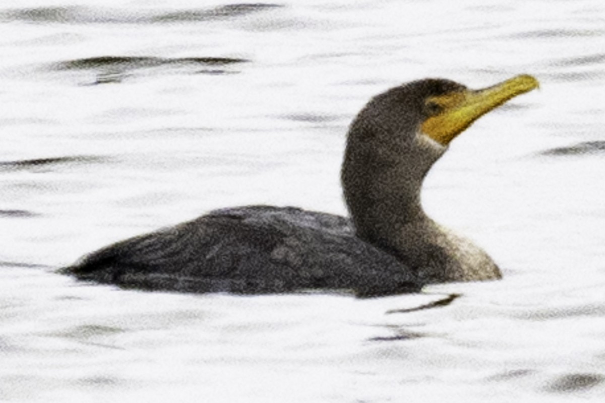 Double-crested Cormorant - Paul Barnett