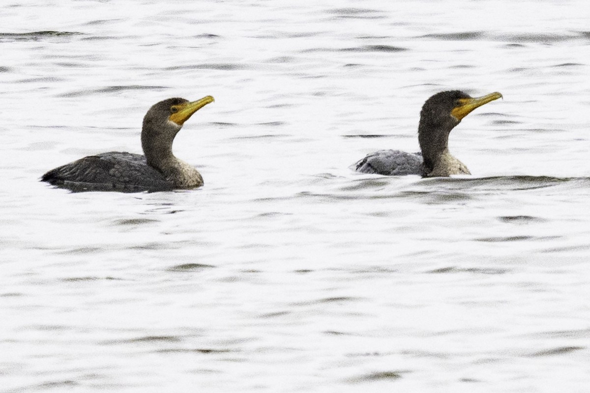 Double-crested Cormorant - ML614840646