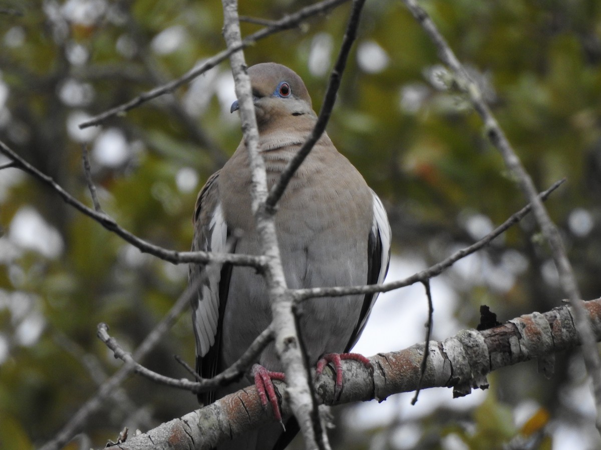 White-winged Dove - ML614840706