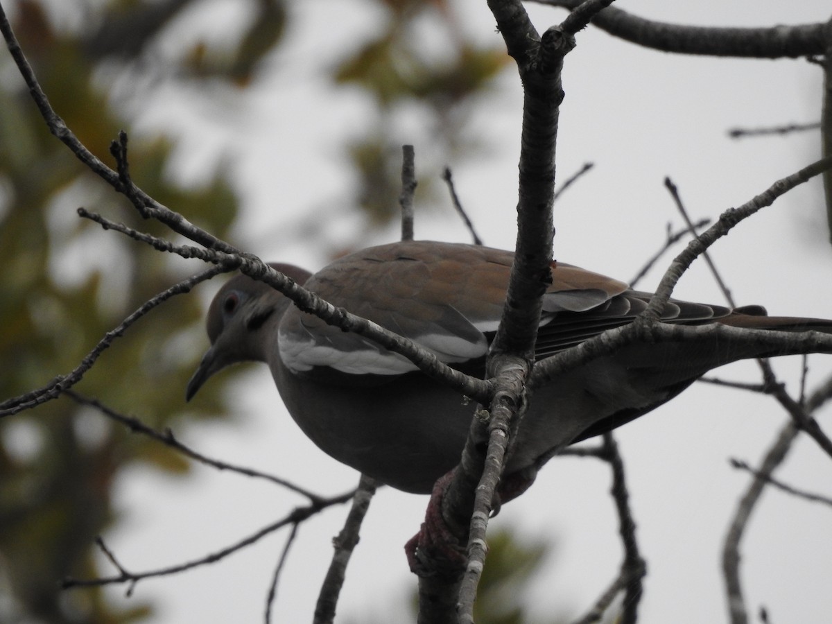 White-winged Dove - ML614840709