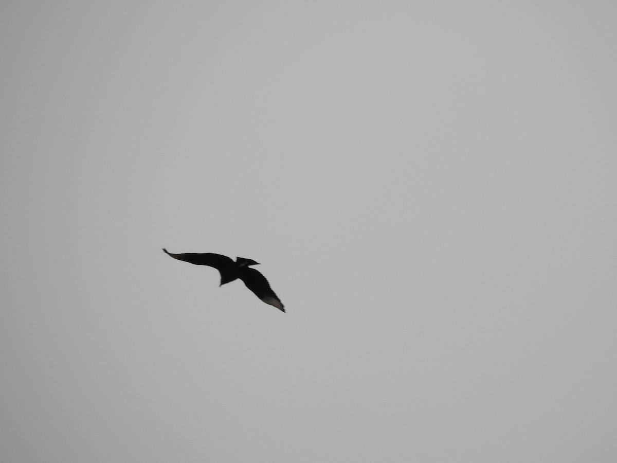 Black Vulture - ML614840717