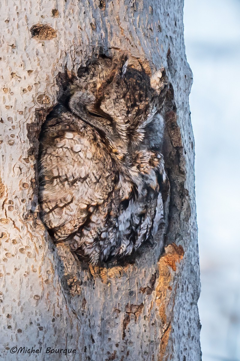 Eastern Screech-Owl - Michel Bourque